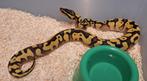 Pastel Enchi het clown Gravel or yellowbelly, Dieren en Toebehoren, Reptielen en Amfibieën, Slang, 0 tot 2 jaar
