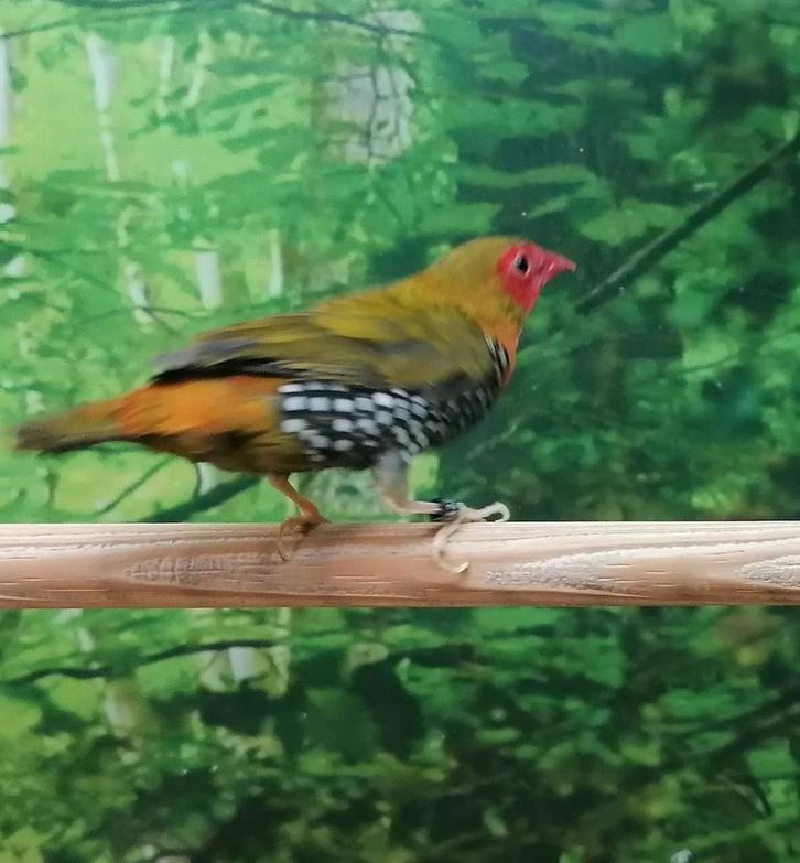 Groendruppel man., Dieren en Toebehoren, Vogels | Overige Vogels, Meerdere dieren