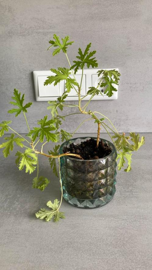 Citroengeranium in glazen bloempot, Huis en Inrichting, Kamerplanten, Overige soorten, Minder dan 100 cm, Groene kamerplant, Halfschaduw