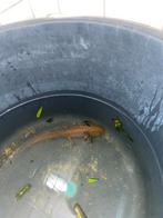 Roze/bruine Axolotl, Dieren en Toebehoren, Vis