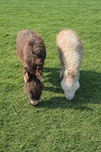 Mediterrane mini-ezels; merrie en hengst., Dieren en Toebehoren, Overige Dieren, November, Meerdere dieren