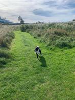Stafford hond, Dieren en Toebehoren, Honden | Niet-rashonden, 6 jaar of ouder, Reu, Eén hond, Middel