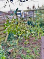 Maretak-Mistletoe bosjes kerst decoratie vogellijm, Ophalen of Verzenden, Nieuw