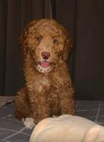 Gastgezin gezocht in de buurt labradoodle niet te koop hond, Rabiës (hondsdolheid), 15 weken tot 1 jaar, Teef, Eén hond