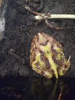 Pacman kikker man, Dieren en Toebehoren, Reptielen en Amfibieën, Amfibie, 3 tot 6 jaar