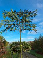 Leilaurier, wintergroene leibomen, Prunus Caucasica, Ophalen, Leiboom, Halfschaduw, Lente