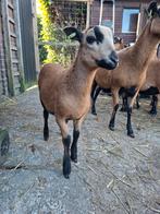 Prachtige Barbados Black Belly ram lam, Meerdere dieren, Schaap