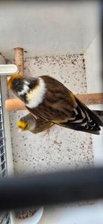 Bastaard putters man, Dieren en Toebehoren, Mannelijk, Bastaard