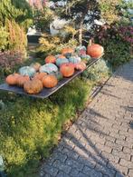 Pompoenen en kalebassen, Tuin en Terras, Overige Tuin en Terras, Ophalen, Zo goed als nieuw