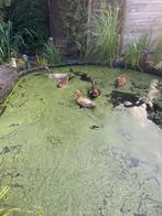 Loopeenden, Dieren en Toebehoren, Meerdere dieren, Eend