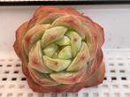 Echeveria Star Jenny/succulent/vetplant, Huis en Inrichting, Kamerplanten, Minder dan 100 cm, Ophalen of Verzenden, Halfschaduw