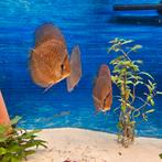 4 discusvissen, Dieren en Toebehoren, Vissen | Aquariumvissen, Vis, Zoetwatervis
