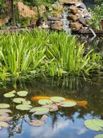 Krabbescheer planten, Ophalen, Zo goed als nieuw