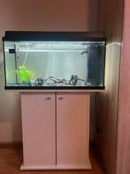 Axolotls met aquarium en benodigdheden erbij, Dieren en Toebehoren, Ophalen, Zo goed als nieuw, Filter of Co2