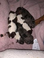 Jack russel pups puppies puppy’s, Jack Russell Terriër, 8 tot 15 weken, Meerdere, Meerdere dieren