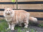 Maine coon dekkater, 0 tot 2 jaar