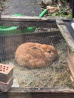 Rode Nieuwzeelander konijn ram, Dieren en Toebehoren, April, Mannelijk, Overige typen