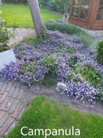 Vaste tuinplanten en struiken, Ophalen, Vaste plant, Overige soorten, Halfschaduw