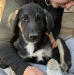 Maak kennis met Millie, Dieren en Toebehoren, Honden | Niet-rashonden, Particulier, Rabiës (hondsdolheid), 15 weken tot 1 jaar