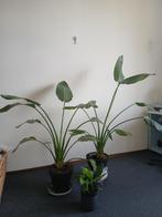 Paradijsvogel planten 2 Groot  1 jonge plant, Ophalen, Overige soorten, Halfschaduw, In pot