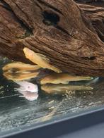 Ancistrus Albino te koop, Dieren en Toebehoren, Vis