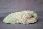 Jong Merino beertje - wit, Cavia, Mannelijk, November, Tam