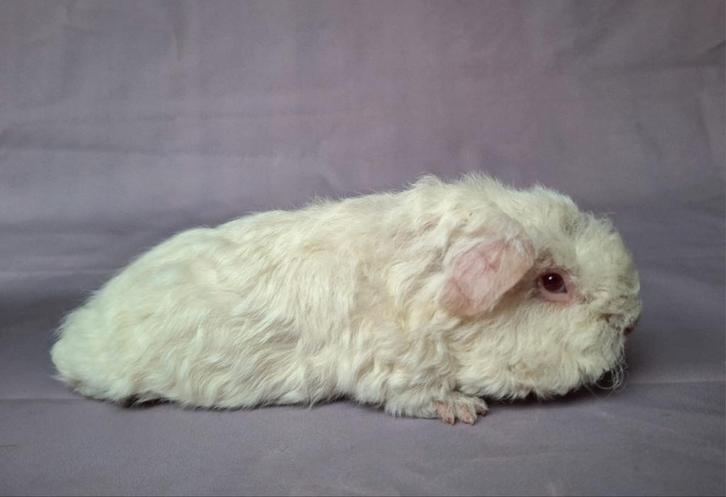 Jong Merino beertje - wit, Dieren en Toebehoren, Knaagdieren, Mannelijk, Cavia, November, Tam