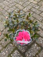 Rhododendron Obtusum - Prachtige Bloeiende Struik, Vaste plant, Halfschaduw, Lente, Ophalen