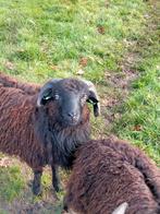 Ouessant Ram zoekt nieuw thuis, Dieren en Toebehoren, Mannelijk, Schaap, 0 tot 2 jaar