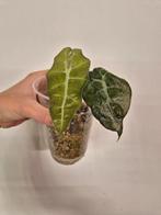Alocasia Amazonica Mottled Variegata, Ophalen of Verzenden, Halfschaduw, Minder dan 100 cm