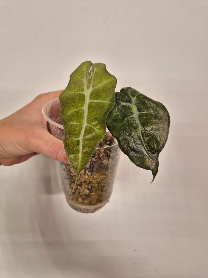 Alocasia Amazonica Mottled Variegata, Huis en Inrichting, Kamerplanten, Minder dan 100 cm, Halfschaduw, Ophalen of Verzenden