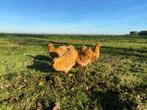 Jonge tamme Wyandotte kriel kippen gesekst & ingeënt, Dieren en Toebehoren, Pluimvee, Vrouwelijk, Kip