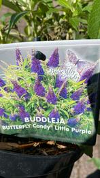Buddleja Butterfly candy (dwergvlinderstruiken), Zomer, Ophalen of Verzenden, Overige soorten, Volle zon