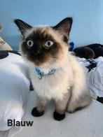 Prachtige Ragdoll kater, Dieren en Toebehoren, Katten en Kittens | Raskatten | Langhaar, Kater, Ontwormd