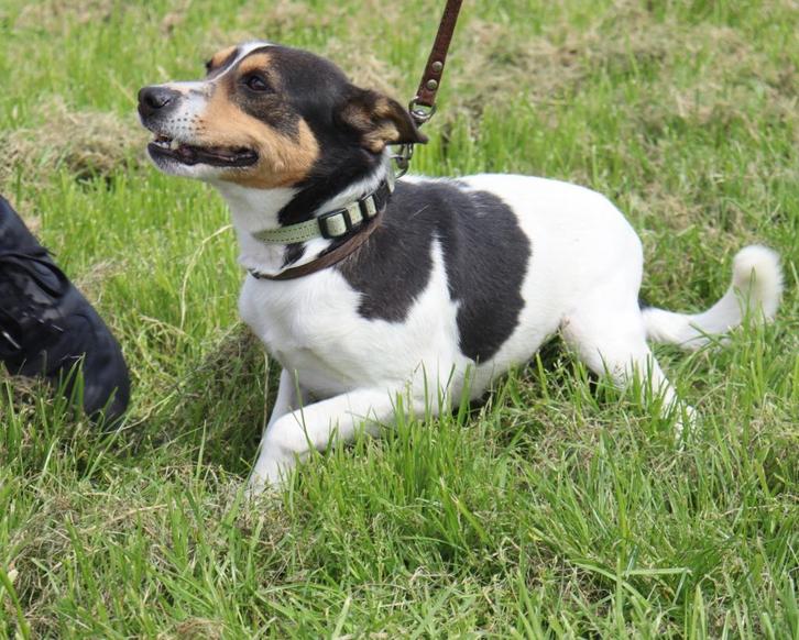 Boerenfox dekreu, Dieren en Toebehoren, Honden | Dekreuen, Reu, Particulier, Eén hond, Nederland, 3 tot 5 jaar