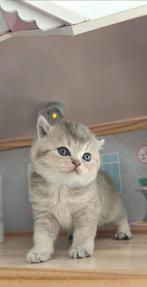 Prachtige  British Shorthair kittens