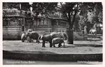 Deutschland Berlin Zoologischer Garten Berlin Elefanten Zoo, Verzamelen, Ansichtkaarten | Buitenland, Duitsland, Ongelopen, 1920 tot 1940