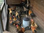 Kippen en hanen 5mnd oud, Dieren en Toebehoren, Pluimvee, Meerdere dieren, Kip