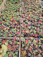Aardbei stekken - Diverse soorten!, Volle zon, Vaste plant, Ophalen of Verzenden, Fruitplanten
