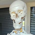 Anatomie skelet- medisch model op staander levensgroot., Ophalen, Zo goed als nieuw