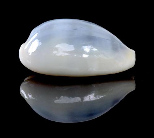 Schelpen: Cypraea errones azurea 25mm  Australië, Verzamelen, Mineralen en Fossielen, Schelp(en), Ophalen of Verzenden