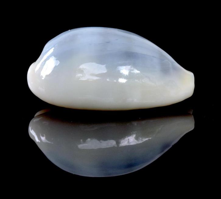 Schelpen: Cypraea errones azurea 25mm  Australië, Verzamelen, Mineralen en Fossielen, Schelp(en), Ophalen of Verzenden