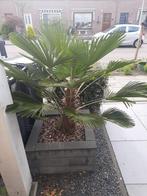 Palm, Tuin en Terras, Planten | Bomen, Lente, Volle zon, Ophalen of Verzenden, Palmboom