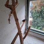 Vogel, Dieren en Toebehoren, Vogels | Overige Vogels, Meerdere dieren, Tropenvogel, Tam