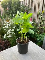 Stekjes van de Hibiscus Cannabinus - Hennepbladstokroos, Eenjarig, Halfschaduw, Zomer, Ophalen