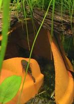 Gratis kleine algeneter/ ancistrus, Vis