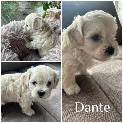 Maltipoo pups F2, Dieren en Toebehoren, Honden | Chihuahua's en Gezelschapshonden, Meerdere dieren, Overige rassen, Particulier
