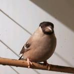 Bruin x wildkleur goudvinken., Dieren en Toebehoren, Meerdere dieren