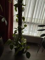 Epipremnum Pinnatum in pot, Huis en Inrichting, Kamerplanten, Ophalen, 100 tot 150 cm, Overige soorten, Halfschaduw