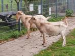 Witte melkgeit bokken CL en CAE vrij, Dieren en Toebehoren, Schapen, Geiten en Varkens, Mannelijk, Geit, 0 tot 2 jaar